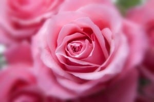 Pink Roses