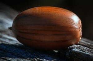 Seed