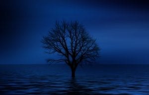 A tree in the dark