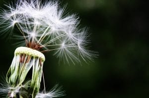 Dandelion